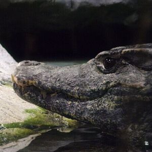 Schneider’s dwarf caiman 13.7.25