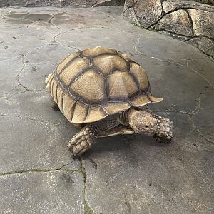 african spurred tortoise (centrochelys sulcata)