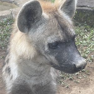 spotted hyena (crocuta crocuta)