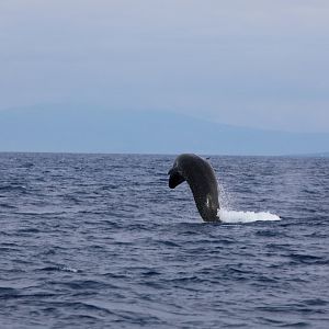 false killer whale (Pseudorca crassidens)