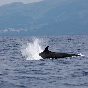 false killer whale (Pseudorca crassidens)