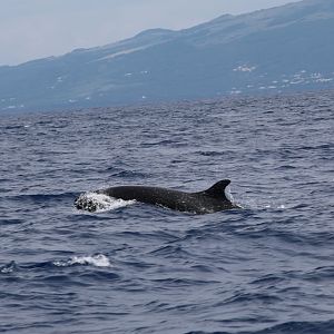 false killer whale (Pseudorca crassidens)