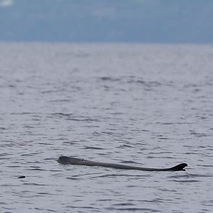 pygmy sperm whale (Kogia breviceps)