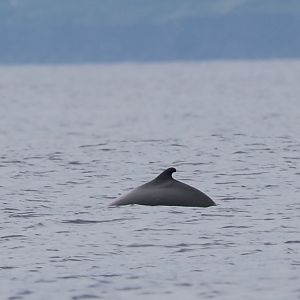 pygmy sperm whale (Kogia breviceps)