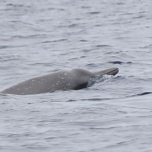 Sowerby's beaked whale (Mesoplodon bidens)