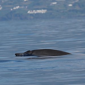 Sowerby's beaked whale (Mesoplodon bidens)