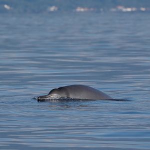 Sowerby's beaked whale (Mesoplodon bidens)