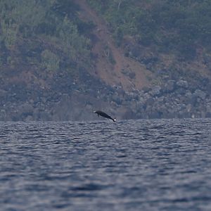 Sowerby's beaked whale (Mesoplodon bidens) breaching