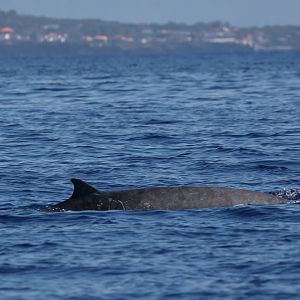 Sowerby's beaked whale (Mesoplodon bidens)