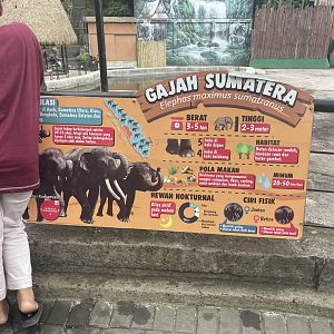 sumatran elephant signage