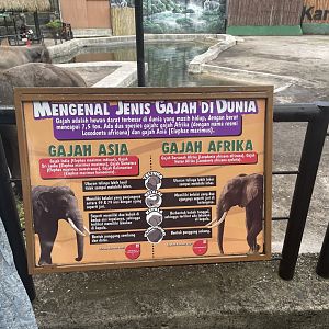 sumatran vs african elephant comparison signage