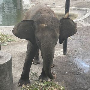 sumatran elephant (elephas maximus sumatranus)