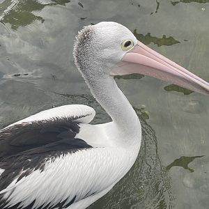 australian pelican (pelecanus conspicillatus) (1)