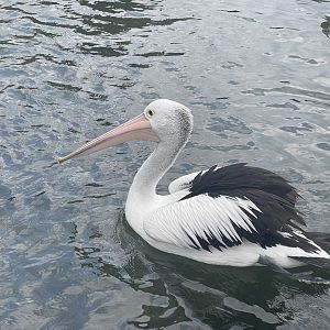 australian pelican (pelecanus conspicillatus) (2)