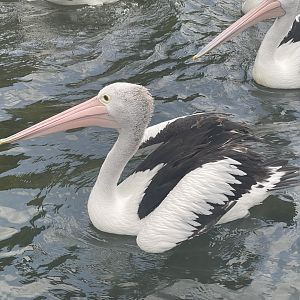 australian pelican (pelecanus conspicillatus) (3)