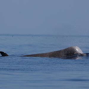 Northern bottlenose whale (Hyperoodon ampullatus)