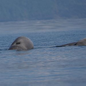 Northern bottlenose whale (Hyperoodon ampullatus)