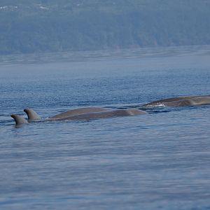 Northern bottlenose whale (Hyperoodon ampullatus)