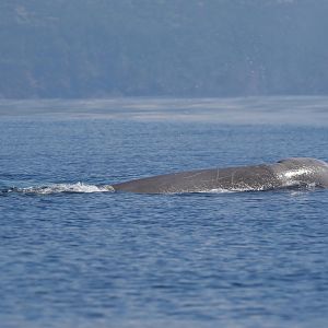 Northern bottlenose whale (Hyperoodon ampullatus)