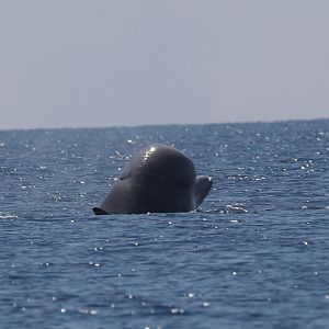 Northern bottlenose whale (Hyperoodon ampullatus) spy hopping