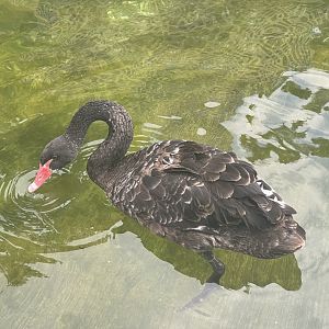 black swan (cygnus atratus)