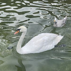 mute swan (cygnus olor)