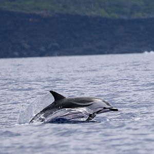 Striped dolphin (Stenella coeruleoalba)