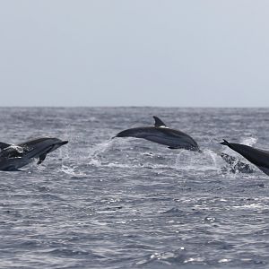Striped dolphin (Stenella coeruleoalba)