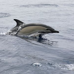 Short-beaked Common Dolphin (Delphinus delphis)