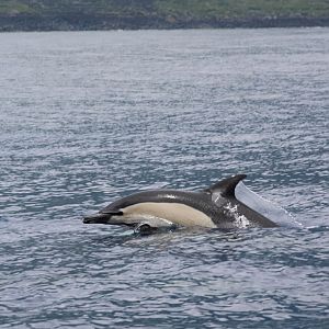 Short-beaked Common Dolphin (Delphinus delphis)
