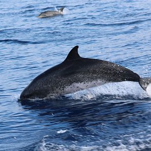 Atlantic spotted dolphin (Stenella frontalis)