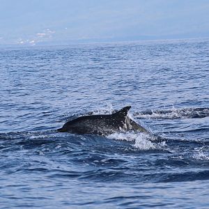 Atlantic spotted dolphin (Stenella frontalis)
