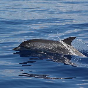 Atlantic spotted dolphin (Stenella frontalis)