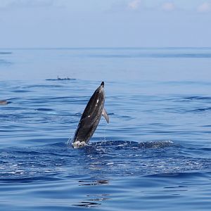 Atlantic spotted dolphin (Stenella frontalis)