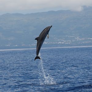 Atlantic spotted dolphin (Stenella frontalis)