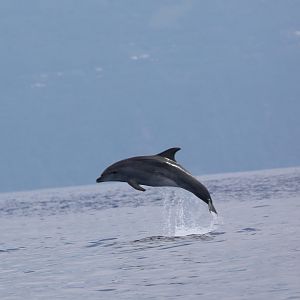 Atlantic bottlenose dolphin (Tursiops truncatus)