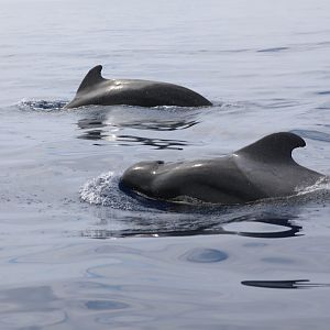 short-finned pilot whale (Globicephala macrorhynchus)