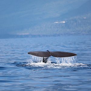 sperm whale (Physeter macrocephalus)