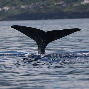 sperm whale (Physeter macrocephalus)