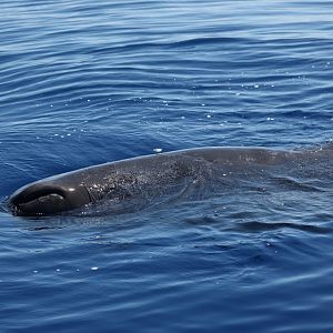 sperm whale (Physeter macrocephalus) baby