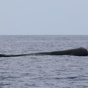 sperm whale (Physeter macrocephalus)