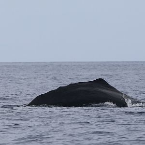 sperm whale (Physeter macrocephalus)