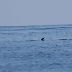 Dwarf Sperm Whale (Kogia sima)