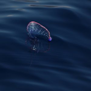 Portuguese man o' war (Physalia physalis)