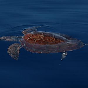 loggerhead sea turtle (Caretta caretta)
