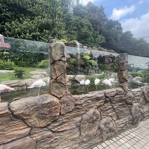 greater flamingo exhibit