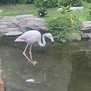 greater flamingo (phoenicopterus roseus) (2)