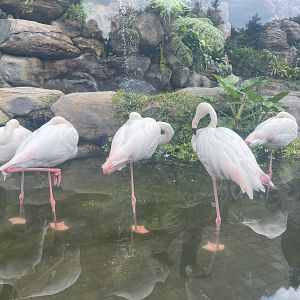 greater flamingo (phoenicopterus roseus) (3)