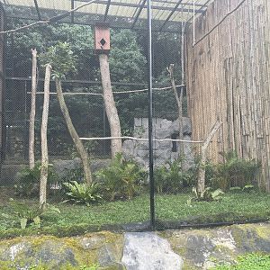 kampung satwa - rhinoceros hornbill exhibit