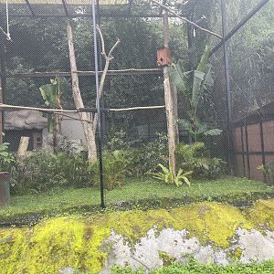 kampung satwa - wreathed horbill exhibit